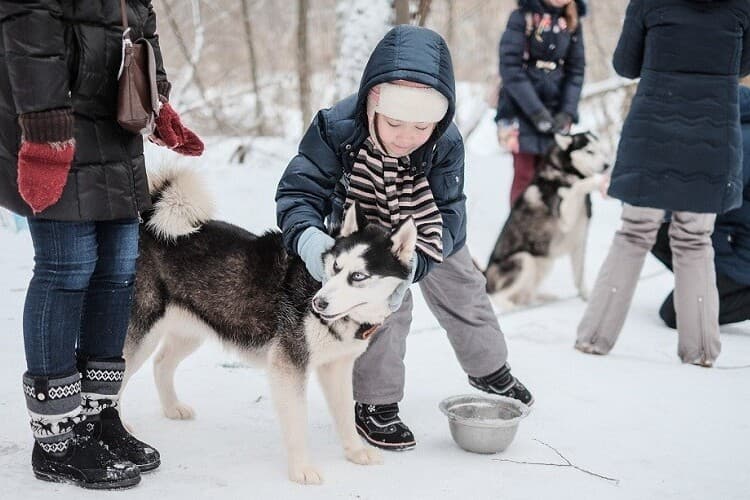 Новогодние приключения у Белого Клыка: путешествие в питомник хаски, кадр 4