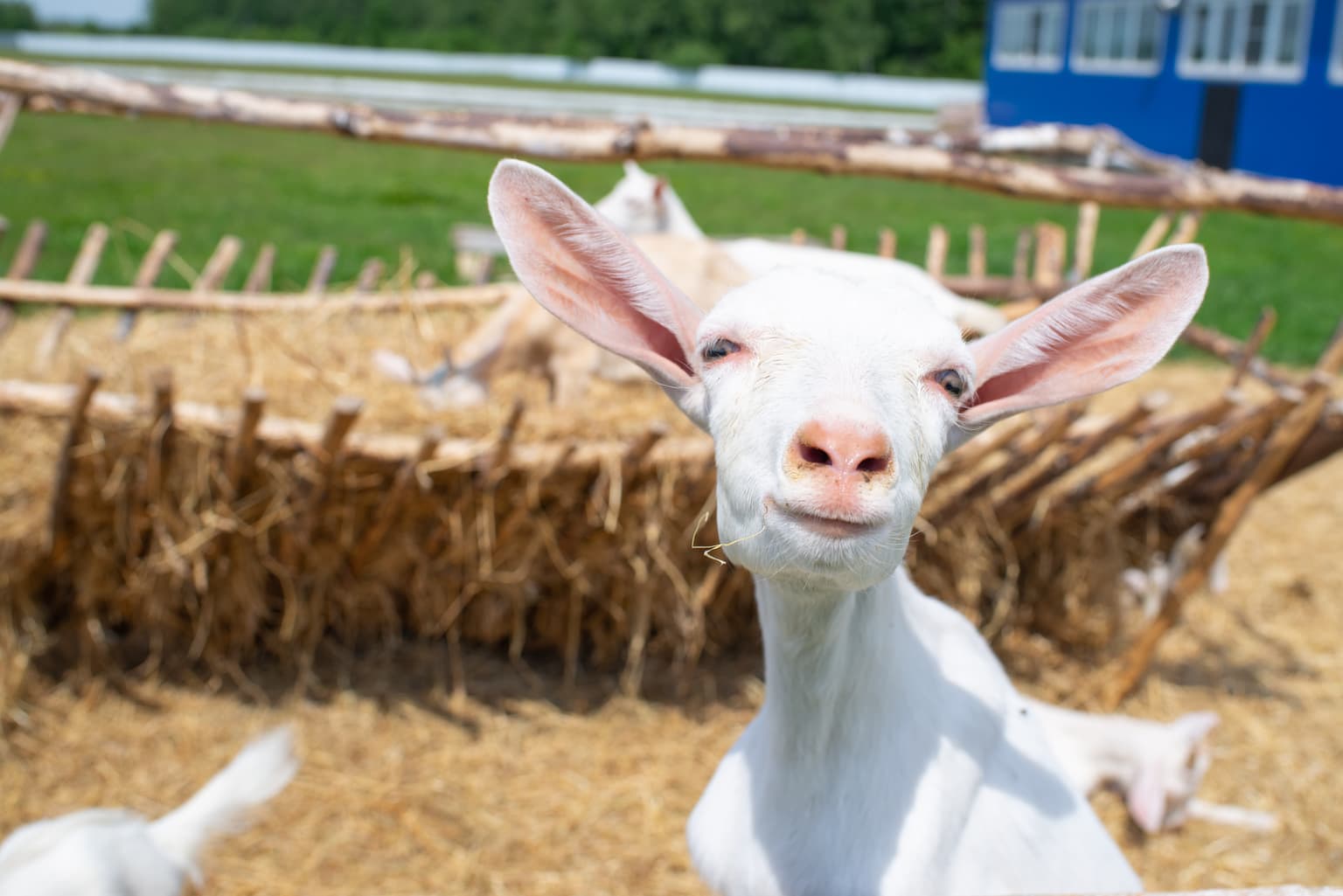 Гастрономический маршрут по Можайску и Верее, кадр 3