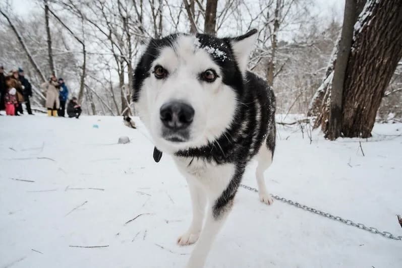 Новогодние приключения у Белого Клыка: путешествие в питомник хаски